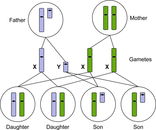 Science：为什么男性比女性寿命短？竟是因为Y染色体丢失