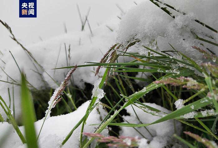 青海省天峻县三伏天出现罕见降雪天气