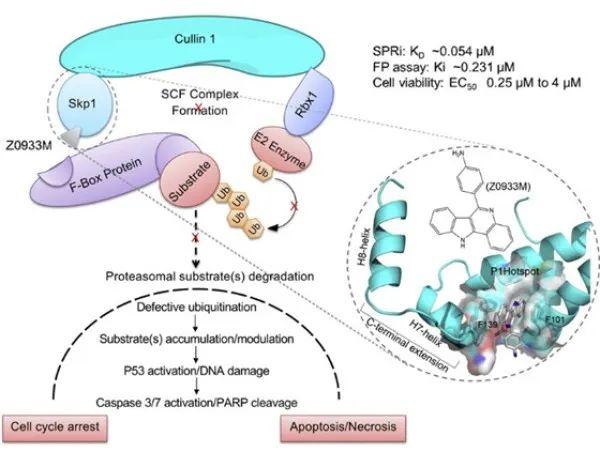 研究揭示潜在肺癌靶点Skp1小分子抑制剂作用机制