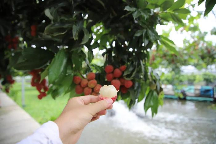 荔枝、芒果、莲雾...金山热带水果迎来上市期 你尝过了吗？