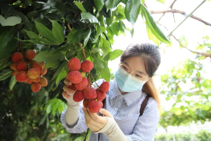 荔枝、芒果、莲雾...金山热带水果迎来上市期 你尝过了吗？