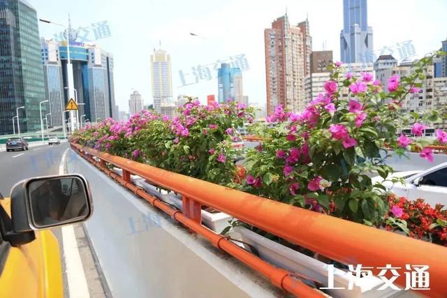 月季、三角梅如何在上海高架上华丽绽放？你关心的热点解答都在这