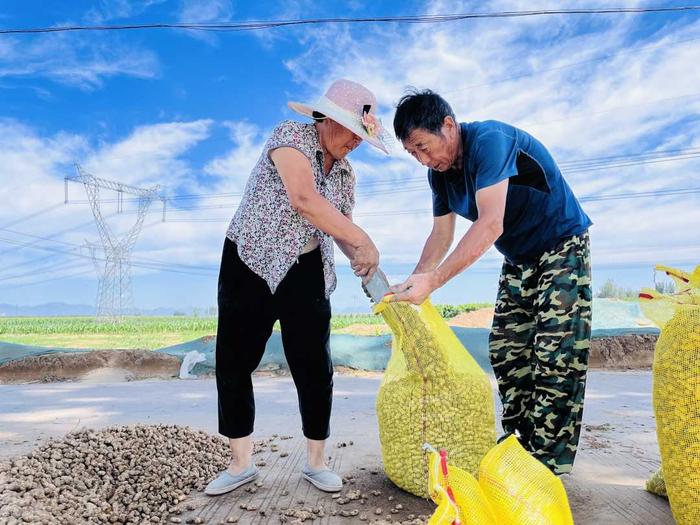 河北涞水地膜花生喜迎丰收