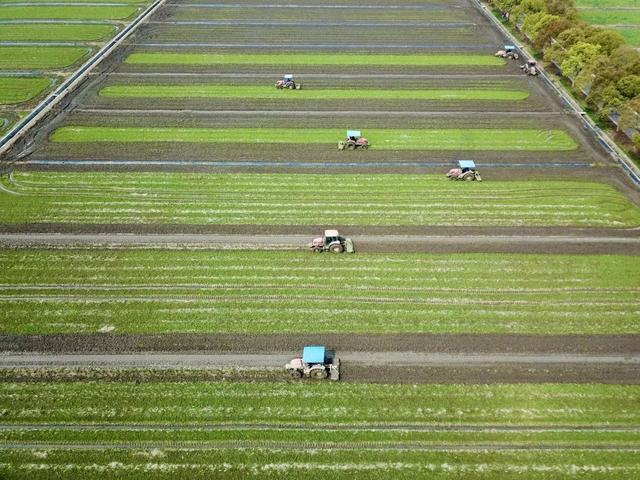 关于道路修复、增设停车位、新建为老服务中心等，泖港镇镇长黄建春这样回应 丨“听民意·集民智”夏令热线