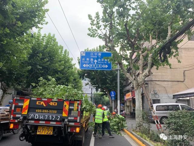 修剪行道树，以免遮挡指示牌，保障市民行车安全