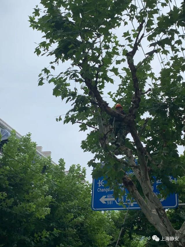 修剪行道树，以免遮挡指示牌，保障市民行车安全