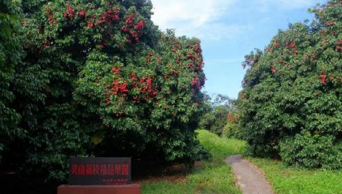 灵山荔枝上线阿里资产拍卖，让千年古树再现灵光