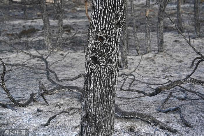 西班牙多地遭遇山林大火 已摧毁20万公顷土地