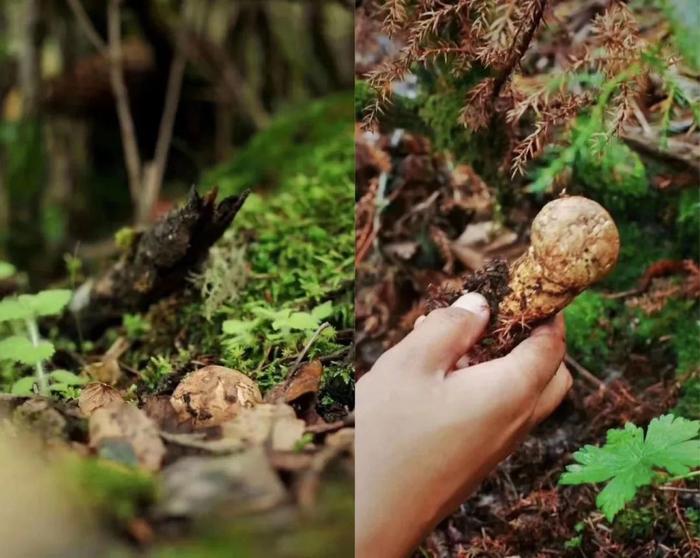 海拔2000米以上的野生鲜松茸，当季现采，冷链送到家