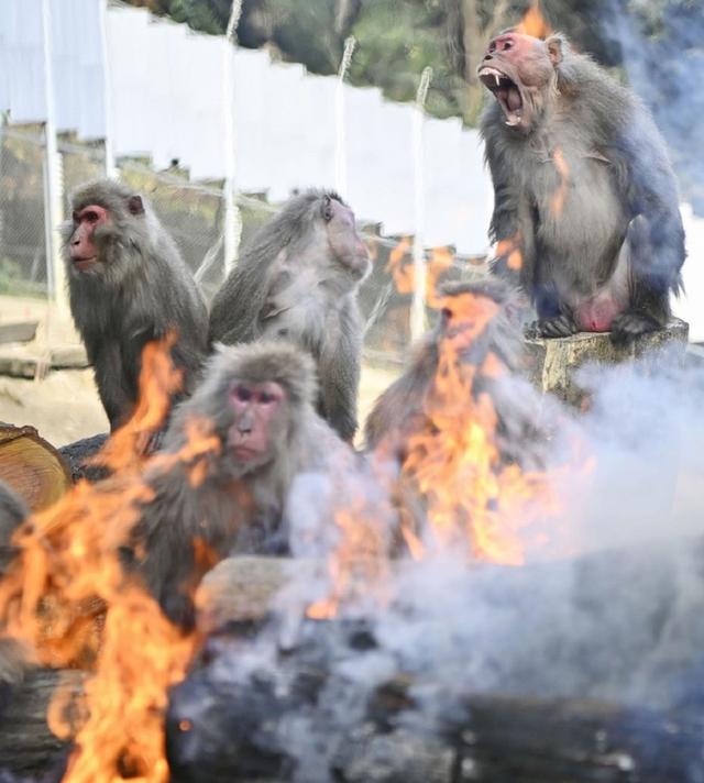 日本山口市发生人猴大战：野猴罕见频繁攻击人类，45人受伤