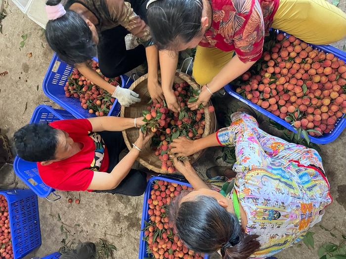 新消费主张 | “日啖荔枝”也看产地和时令 这份挑荔枝指南请收好 | 封面天天见