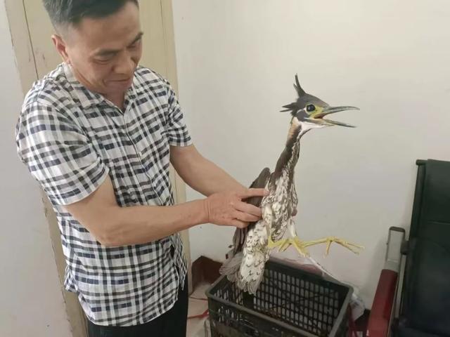 安化县梅城镇：救助世界濒危鸟类海南鳽