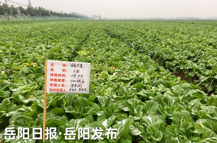 这家500强企业，要在岳阳打造“放心酸菜第一股”！