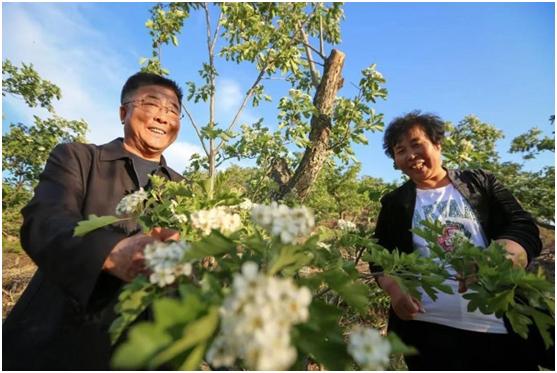 冠芳： 33年坚守不忘初心 只为一瓶好山楂