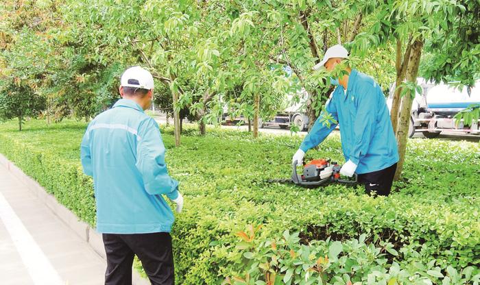 创建全国文明城市 | 玫瑰花开万千朵 龙城处处散幽香