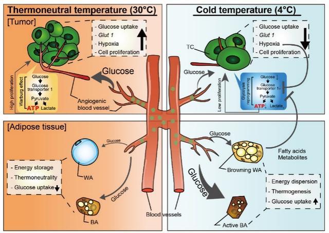 Nature丨复旦大学杨云龙课题组合作研究发现寒冷通过激活棕色脂肪抑制实体瘤生长