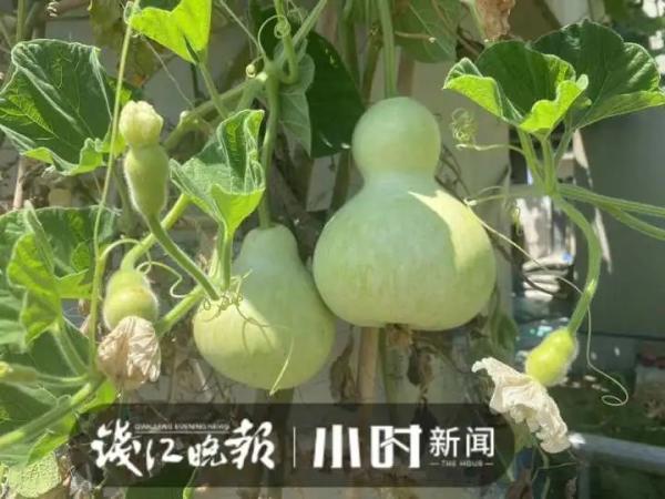 40℃高温，顶楼不开空调也挺凉快？杭州这户人家的方法亮了