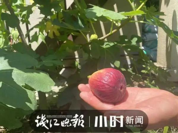 40℃高温，顶楼不开空调也挺凉快？杭州这户人家的方法亮了