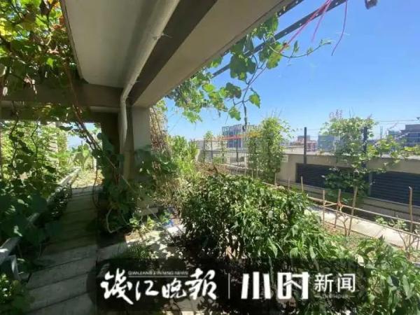 40℃高温，顶楼不开空调也挺凉快？杭州这户人家的方法亮了