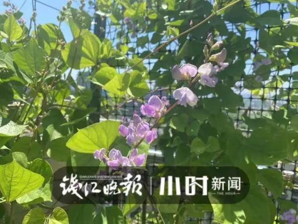 40℃高温，顶楼不开空调也挺凉快？杭州这户人家的方法亮了