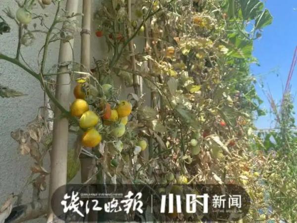 40℃高温，顶楼不开空调也挺凉快？杭州这户人家的方法亮了