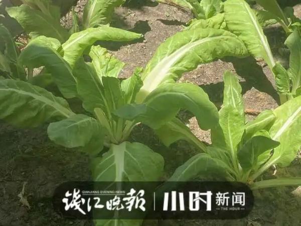 40℃高温，顶楼不开空调也挺凉快？杭州这户人家的方法亮了