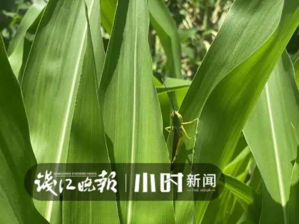 40℃高温，顶楼不开空调也挺凉快？杭州这户人家的方法亮了