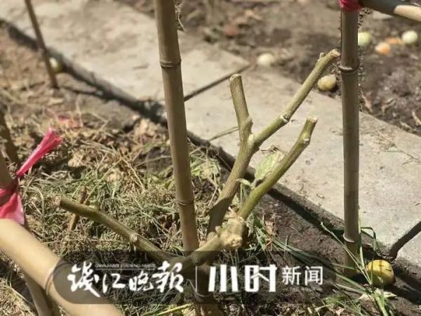 40℃高温，顶楼不开空调也挺凉快？杭州这户人家的方法亮了