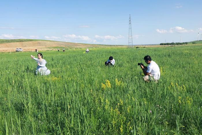 河北张家口察北管理区：夏日坝上好风光