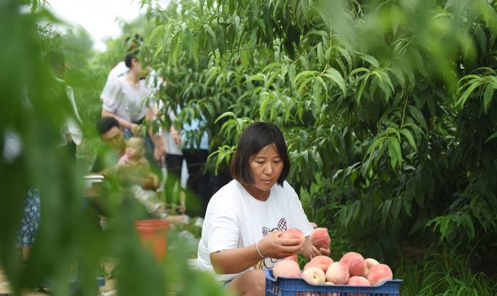 （组图）果飘香农家乐