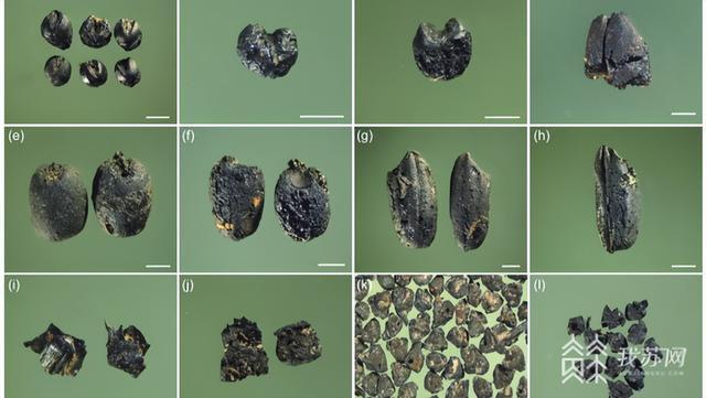 江苏沿海地区首次发现麦类遗存 距今2700年前已经形成稻-旱混作农业