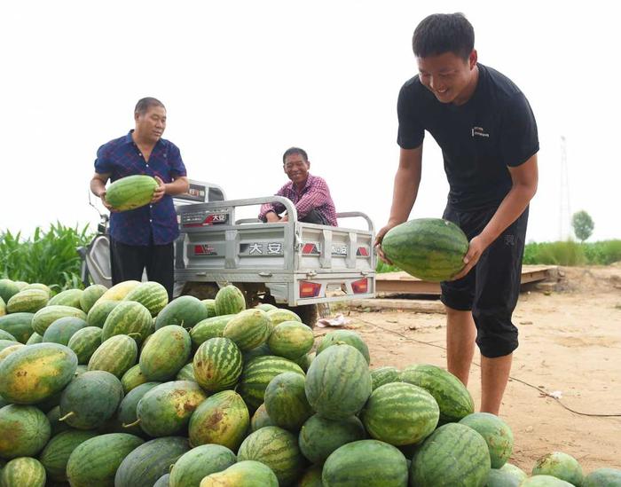 （组图）果飘香农家乐