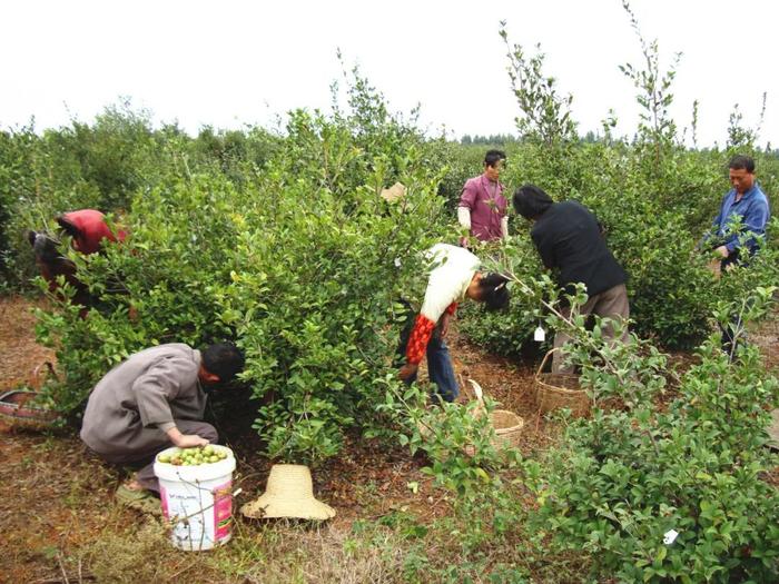 国家林草局实行“揭榜挂帅”，加速草种优良品种选育和油茶采收机械研发攻关