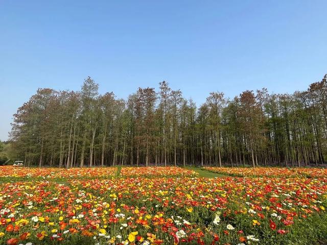 共青森林公园秋季花海蓄势待发，今年会有哪些惊喜呢？