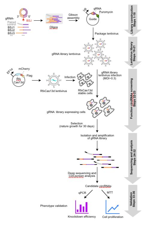 研究建立基于CRISPR-Cas13技术的环形RNA功能筛选新方法