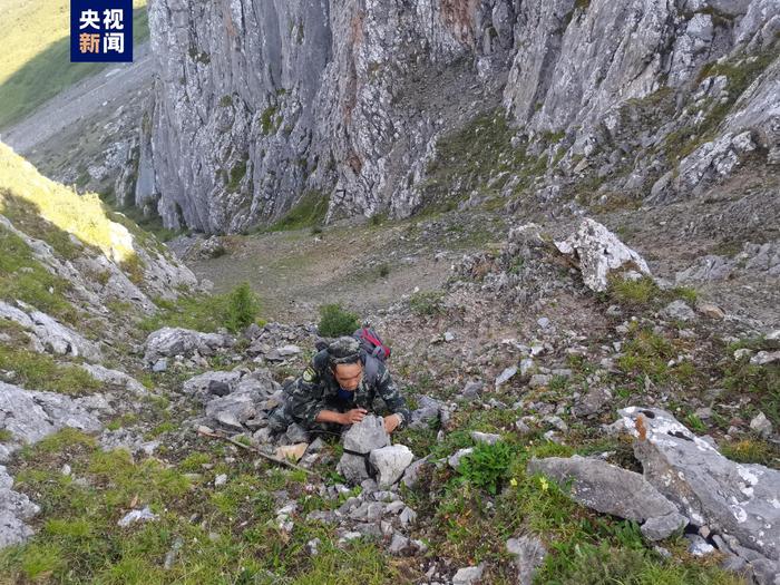 甘肃白龙江阿夏自然保护区首次拍摄到雪豹影像