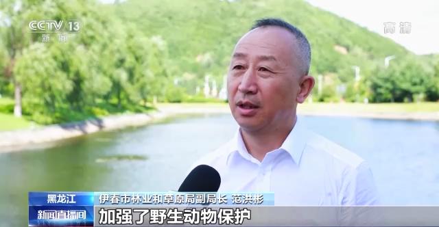 绿水青山是我家丨黑龙江伊春：生态优先 构建绿色“林都”