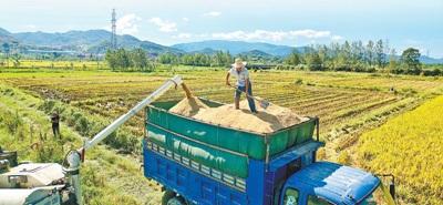 全年粮食夺取丰收有支撑：秋粮面积稳中有增 大部地区长势好于上年