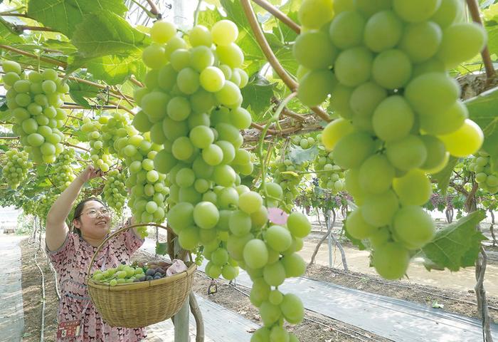 河北省秦皇岛市卢龙县运用葡萄种植新技术让葡萄品质提起来、农民腰包鼓起来