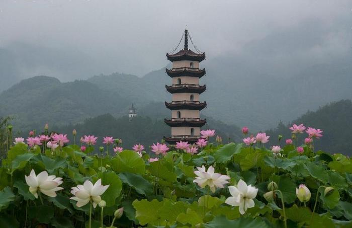 号称出现概率十万分之一的并蒂莲，这年头怎么遍地开花？