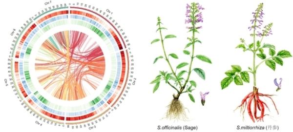 分子植物卓越中心等揭示药用鼠尾草基因组特征及丹参酮进化机制