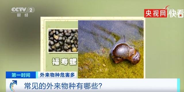 身边常见的外来物种有哪些？雀鳝、福寿螺……