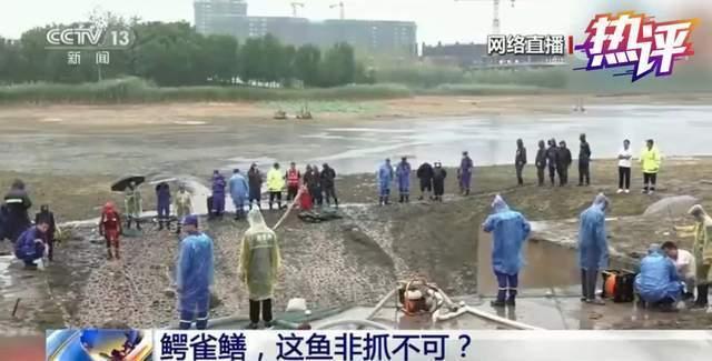 央视评“抽湖抓鱼”：一堂引人警醒的生物公开课