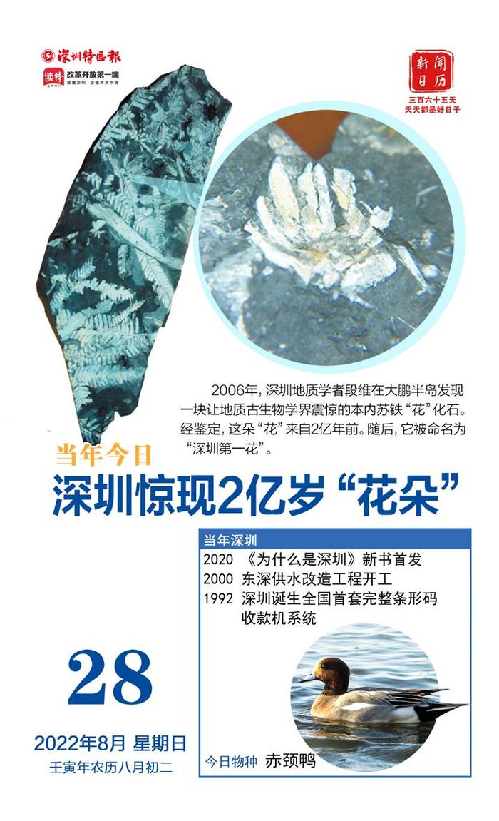 新闻日历 | 8月28日 10年前的今天，深圳惊现2亿岁“花朵”