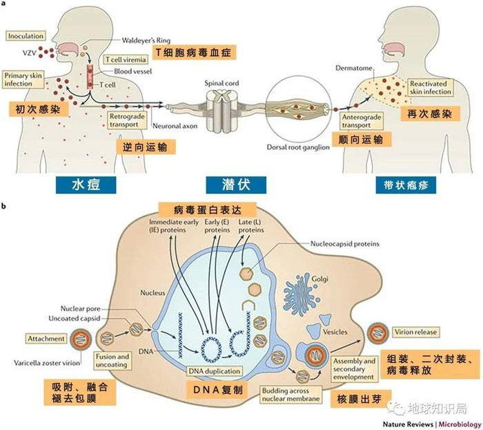 好疼的“蛇缠腰”，可能就潜伏在你体内