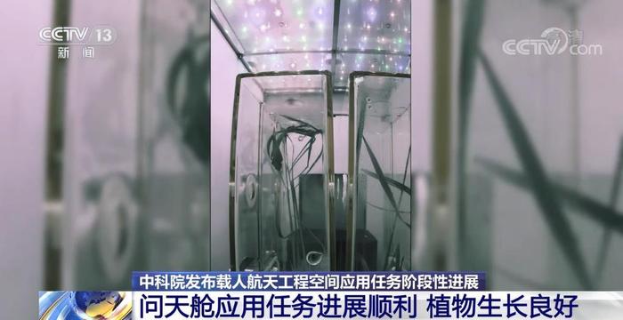 【中科院发布载人航天工程空间应用任务阶段性进展】问天实验舱应用任务进展顺利 植物生长状态良好