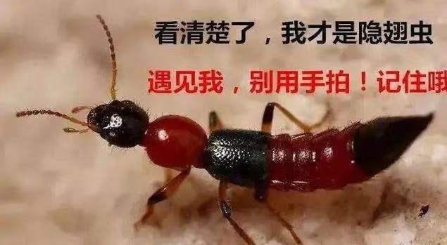 爱在延续，保护好队员是我的职责