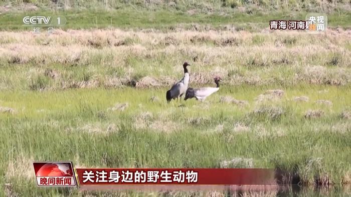 布氏鲸、黑颈鹤、斑林狸……携手保护我们身边的野生动物