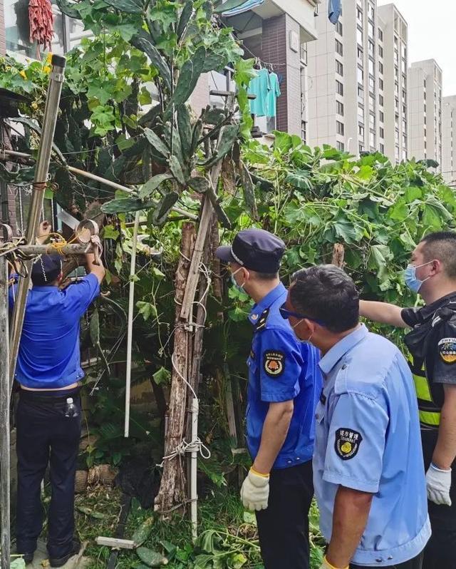 还景于民、还绿于民！宝山这里开展公共绿地占用集中整治行动