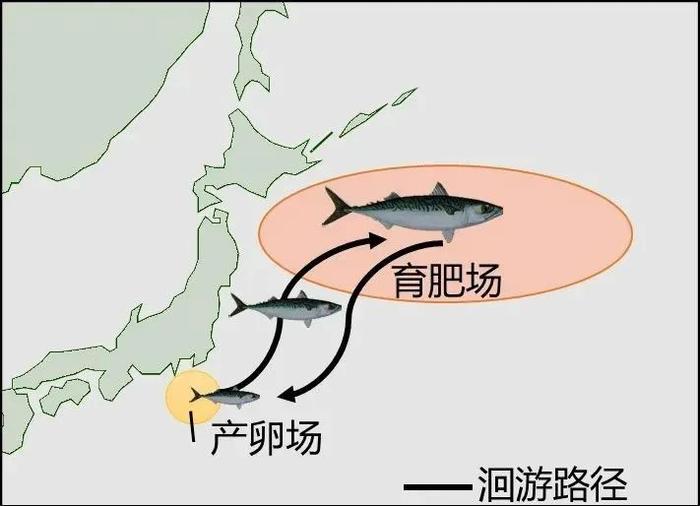 鲭鱼产量如何？科学家揭示环境因素对鲐鱼早期成长的综合影响丨美丽南海